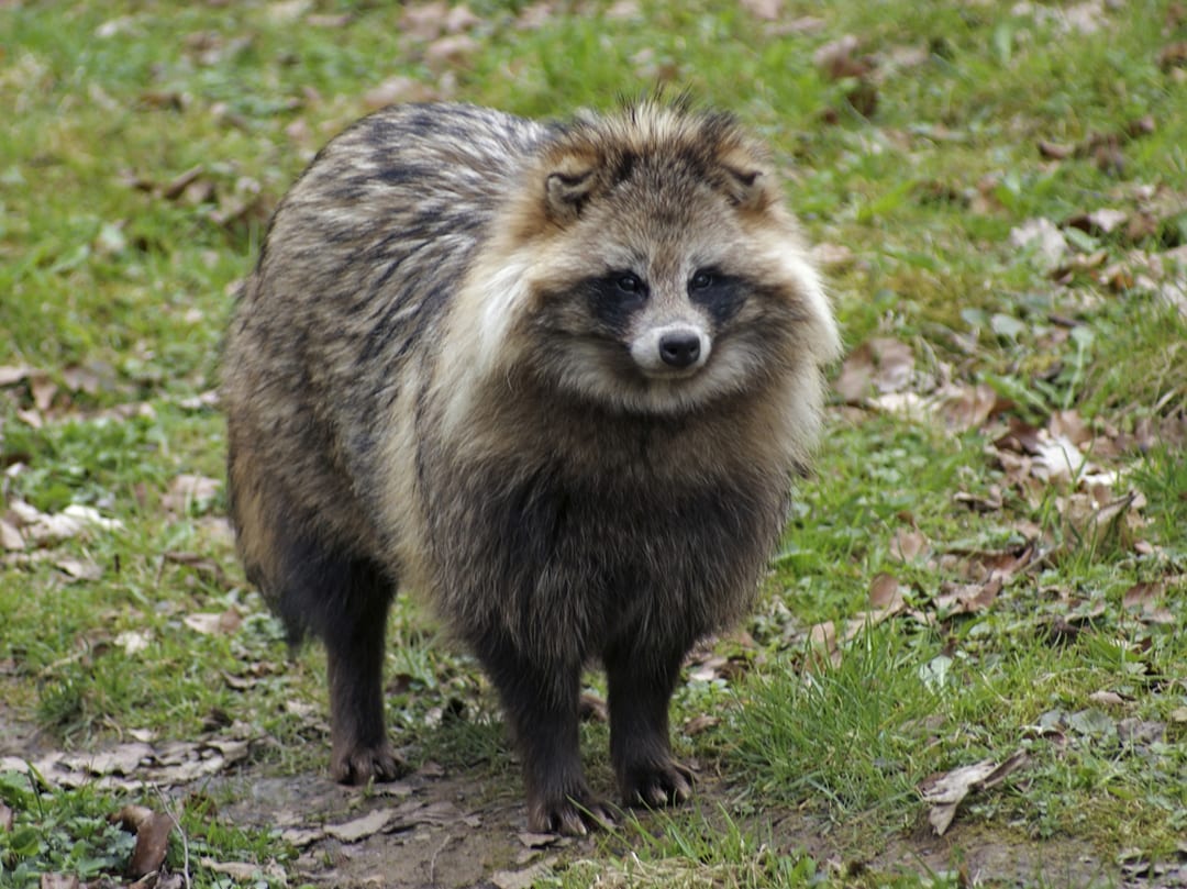 Tanuki standing in a yard